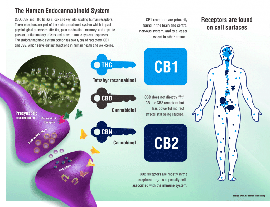 human-endocannabinoid-system