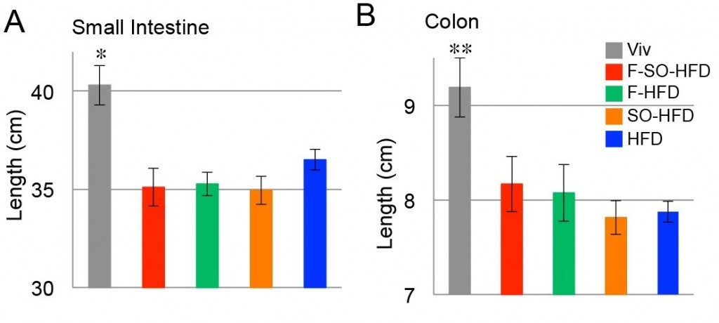 Lengths of small intestine (A) and colon (B) of male mice on the indicated diets for 35 weeks. 