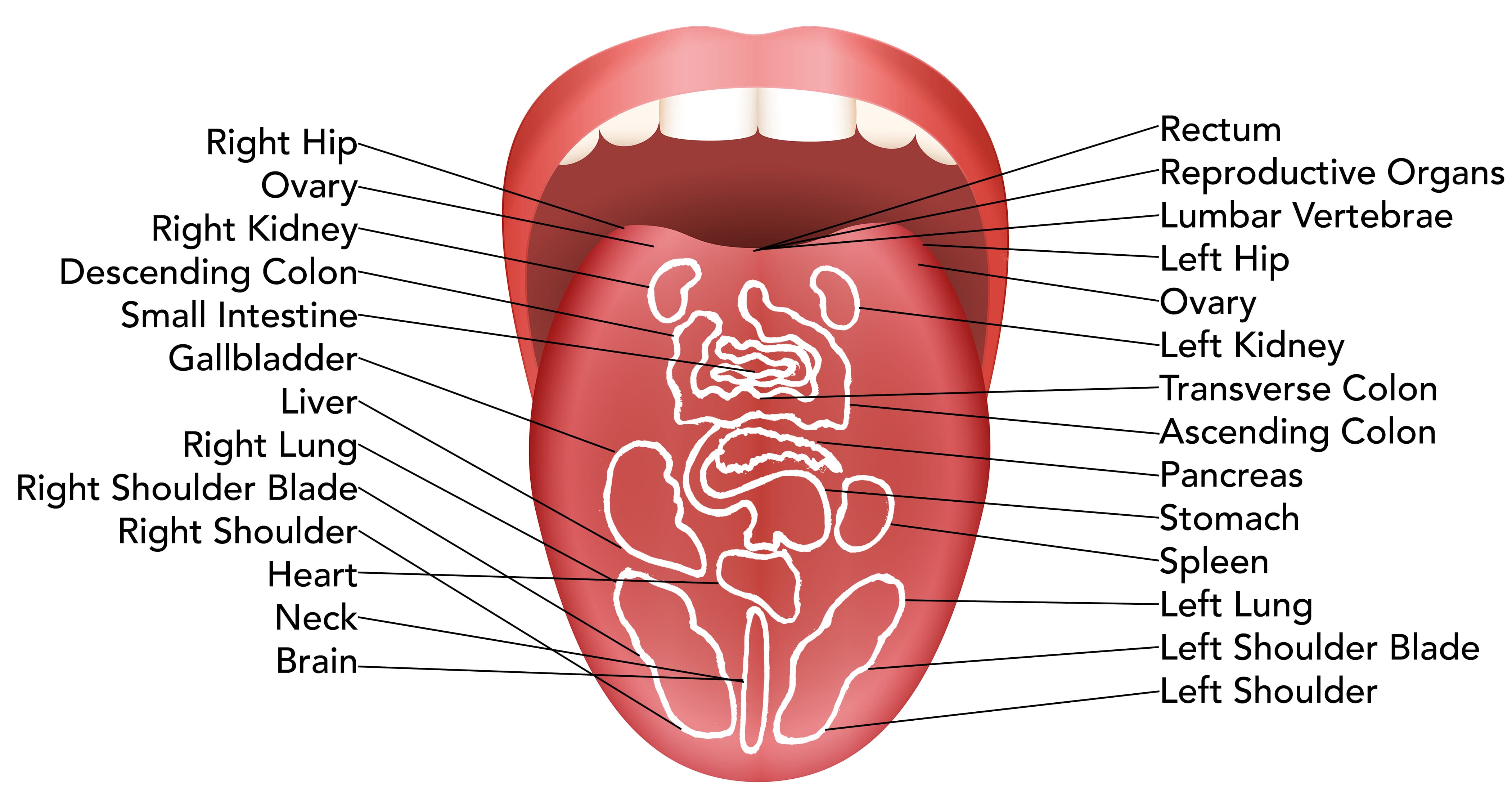 Does your tongue go to your stomach?