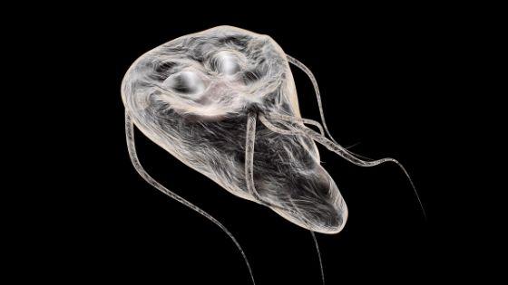 how long does giardia last in humans without treatment