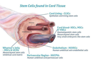 X cells