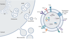 exosomes