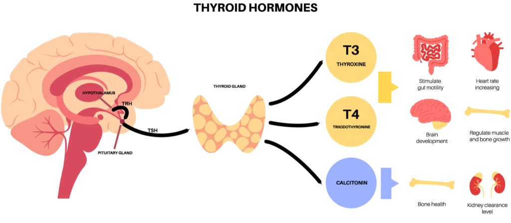 thyroid function 