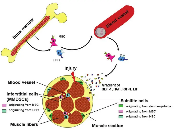 Proposed-relationship-between-BM-derived-stem-cells-MMDSC-and-satellite-cells-Both-HSC