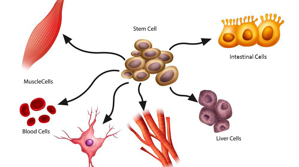 stem cells