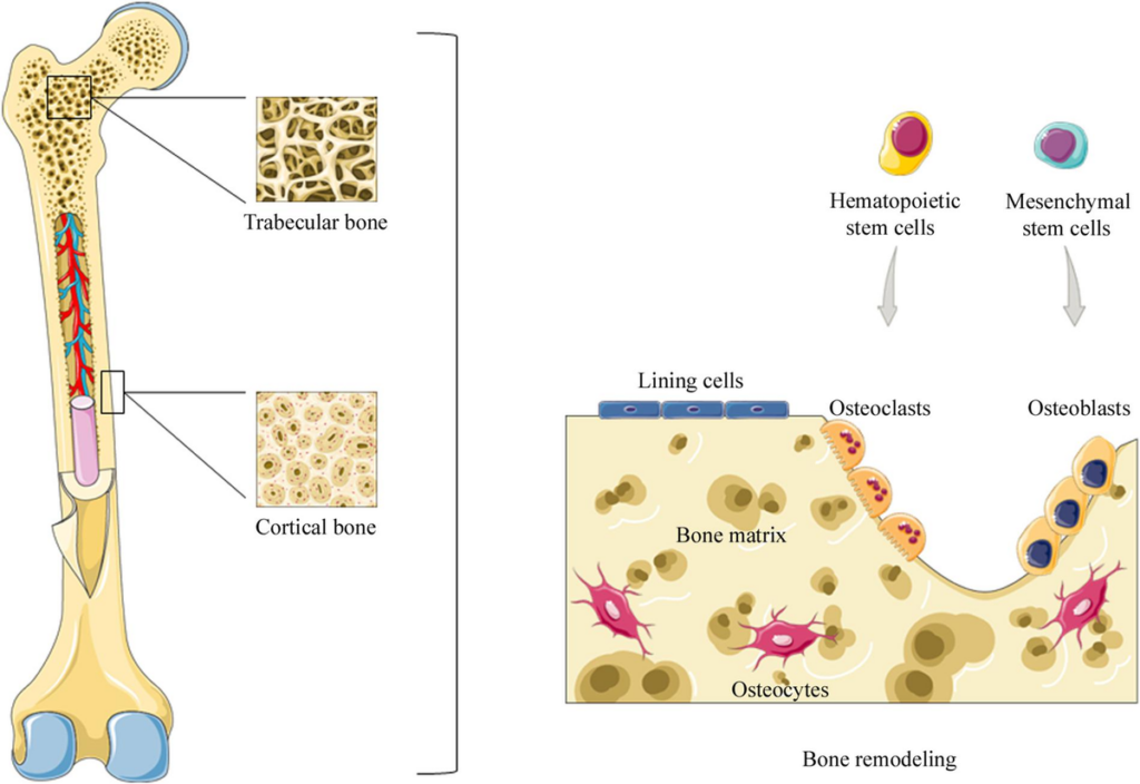 bone marrow stem cell