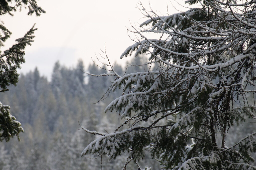 ben greenfield christmas