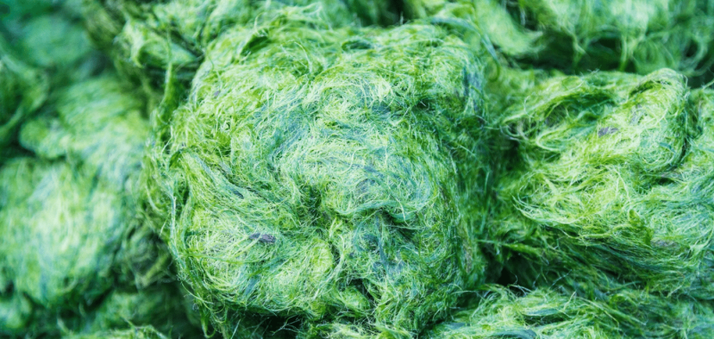 10 Reasons Algae Is Going To Help Me Live Longer