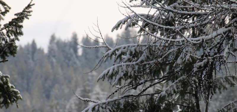 ben greenfield christmas