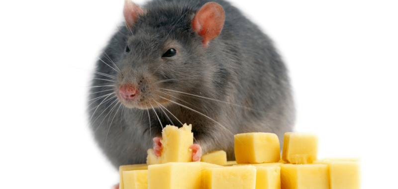 Diet Myth News Flash Eating Less Does Not Cause Fat Loss