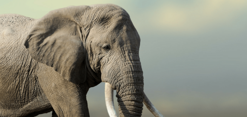 Ensure Your Skin Doesn't Look Like A Wrinkled Elephant