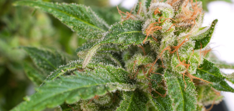 How To Get All The Health Benefits Of Weed Without Actually Using Weed