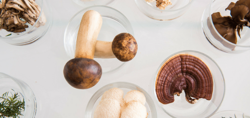 Medicinal Mushrooms