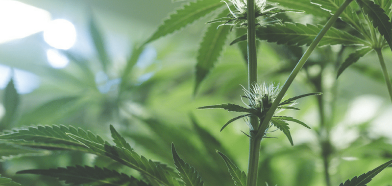 The Effect Of Weed On Exercise Is Marijuana A Performance-Enhancing Drug