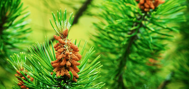 The Five Best Supplements and Foods to Increase Sexual Performance