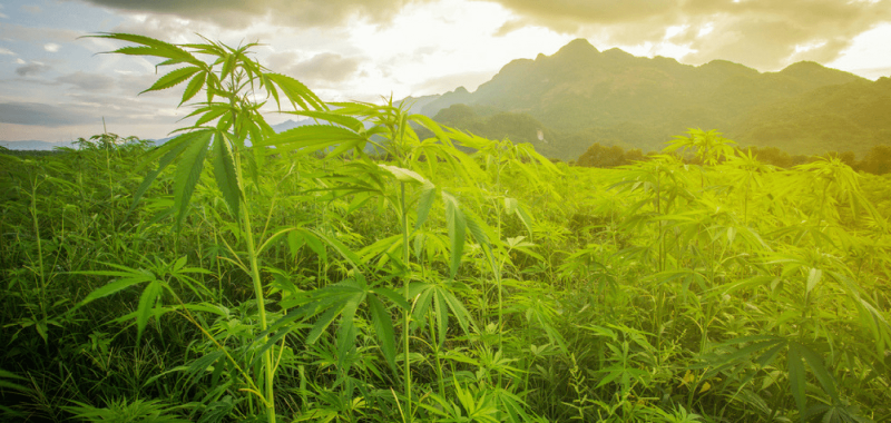 What Is Wrong With The China Study, Is Greek Yogurt Healthier Than Regular Yogurt, Can Marijuana Help Performance