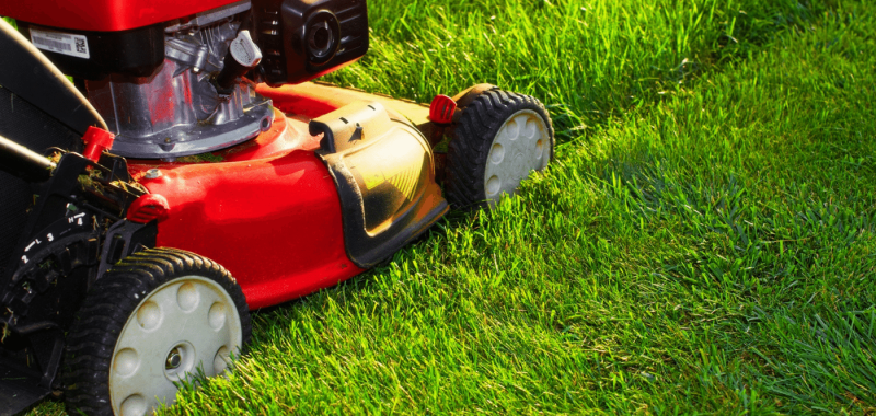 Why I Don't Mow My Lawn