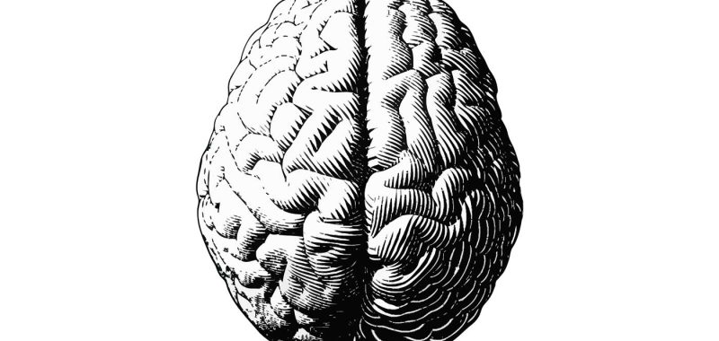 brain