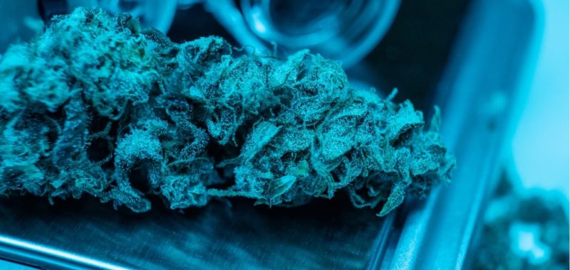 endocannabinoid system