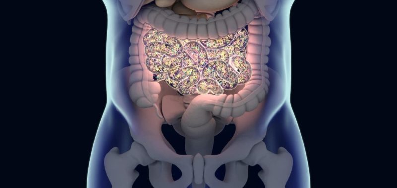 gut microbiome