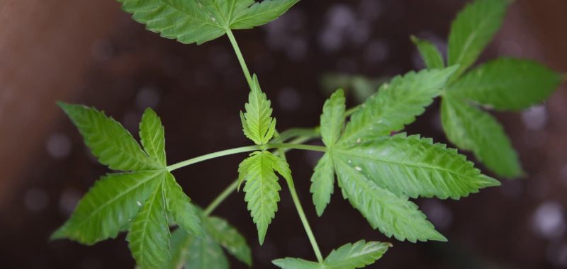 how to use cbd oil