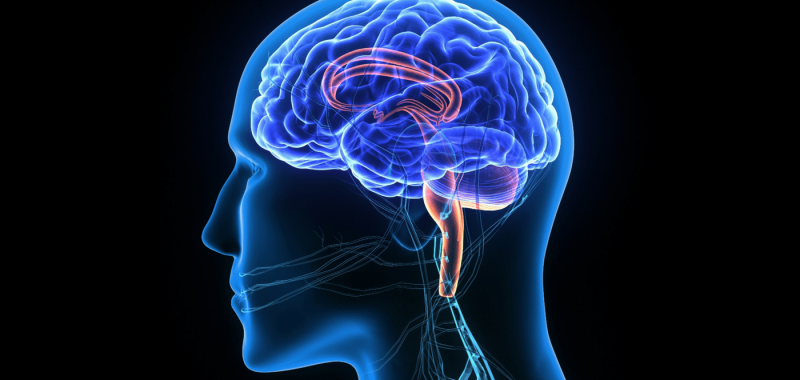 human head with brain and black background