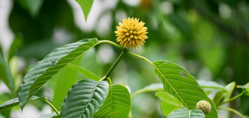 kratom