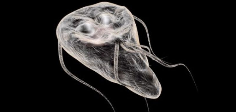 natural giardia treatment