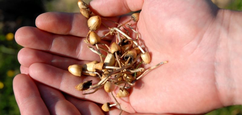 psychedelic research